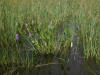 200207140804 Pickerel-weed (Pontederia cordata - Lk St Clair.jpg