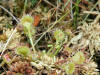 200006240155 Round Leaved Sundew (Drosera rotundifolia) - Mt Pleasant.jpg