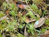 200006240156 Round Leaved Sundew (Drosera rotundifolia) - Mt Pleasant.jpg