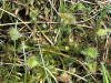 200107142502 Round Leaved Sundew (Drosera rotundifolia) - Mt Pleasant.JPG
