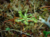 200305240242 Round Leaved Sundew (Drosera rotundifolia) - Mt Pleasant.jpg