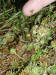 200307200958 Round Leaved Sundew (Drosera rotundifolia) - Mt Pleasant.jpg