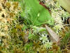200307200960 Round Leaved Sundew (Drosera rotundifolia) - Mt Pleasant.jpg