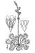 200602 Roundleaf Sundew (Drosera rotundifolia) - USDA Illustration.jpg