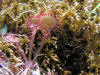 200606241846 Round Leaved Sundew (Drosera rotundifolia) - Isabella Co.JPG