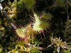 200606241849 Round Leaved Sundew (Drosera rotundifolia) - Isabella Co.JPG
