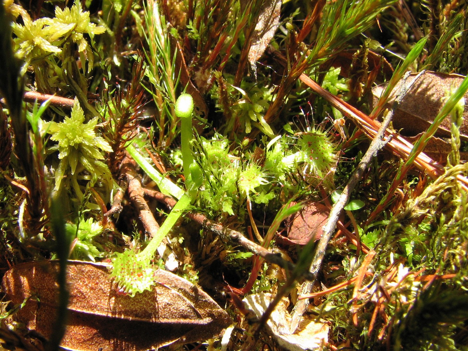 20070512132222 Round Leaved Sundew (Drosera rotundifolia) - Isabella Co.JPG