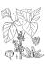 200503 eastern Poison Ivy (Toxicodendron radicans L) - USDA Illustration.jpg