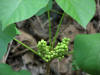 20070731152943 eastern Poison Ivy (Toxicodendron radicans L) - Bridal Veil Falls.JPG