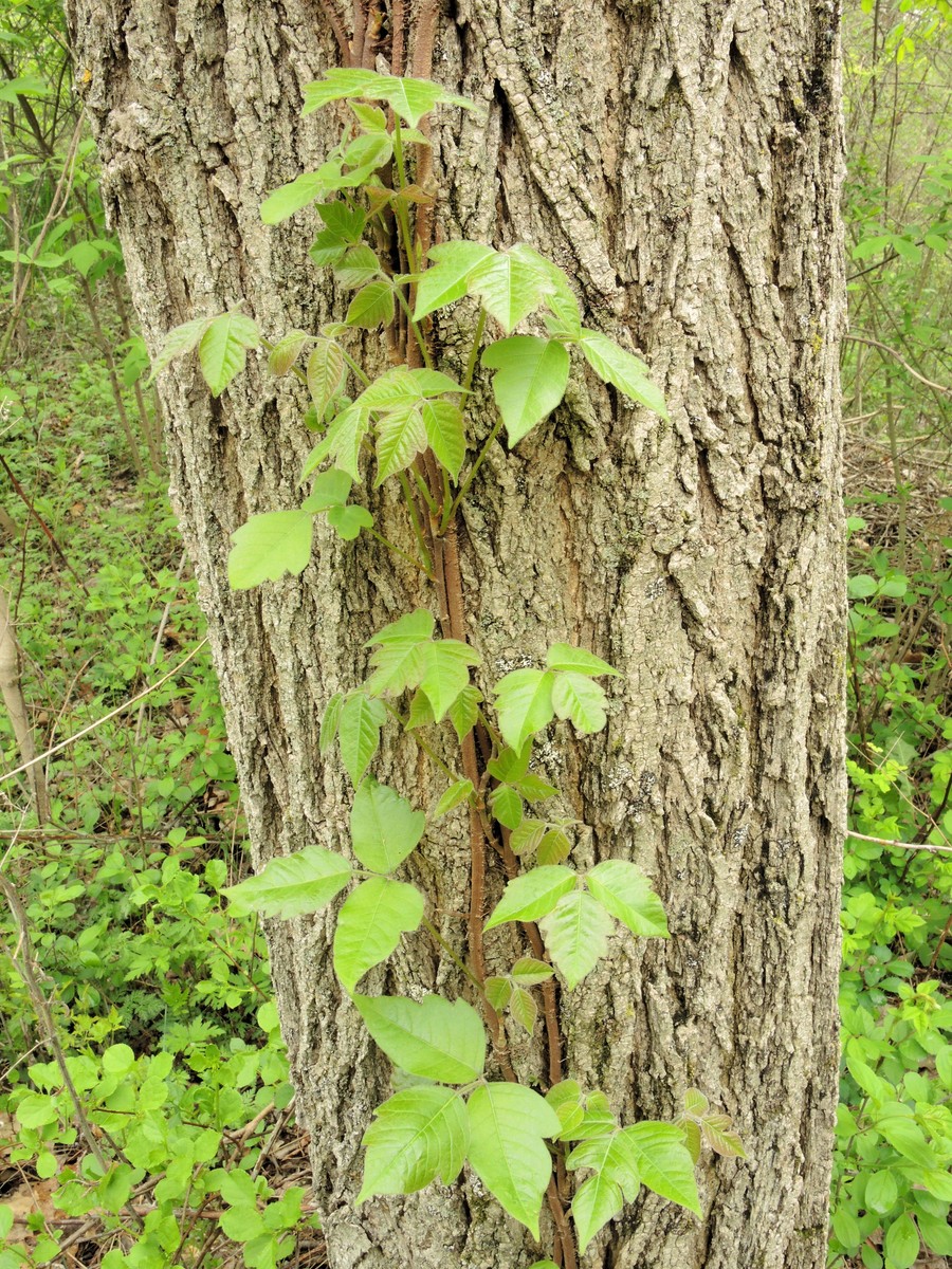 201505161510004 eastern Poison Ivy (Toxicodendron radicans) - Paint Creek Trail - Gunn Rd.JPG