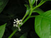 200508239219 American pokeweed (Phytolacca americana) - Oakland Co.jpg