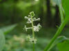 200508239223 American pokeweed (Phytolacca americana) - Oakland Co.jpg