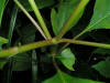 200508239239 American pokeweed (Phytolacca americana) - Oakland Co.jpg