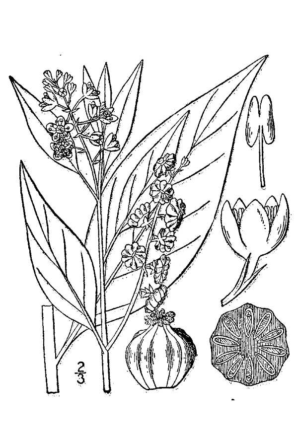 200509 American pokeweed (Phytolacca americana) - USDA Illustration.jpg