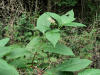 200509249620 American Pokeweed (Phytolacca americana) - Oakland Co.jpg