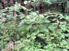 200609162922 American Pokeweed (Phytolacca americana) - Oakland Co.JPG