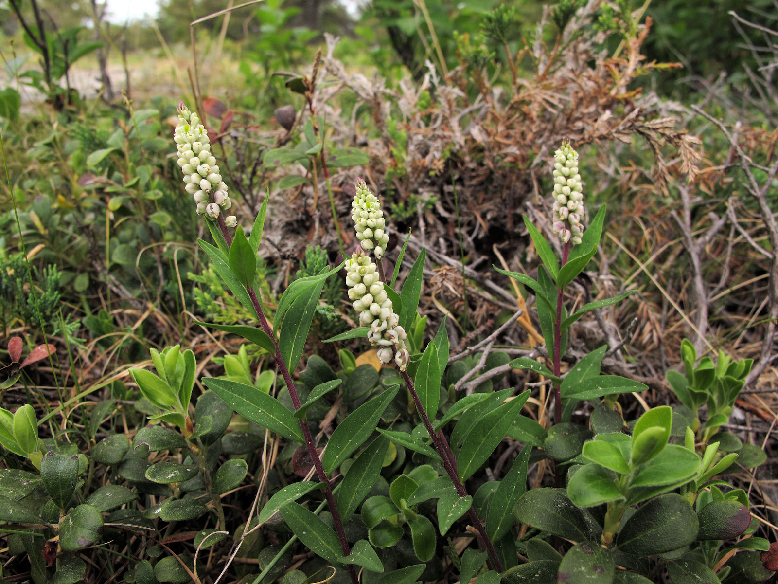 201006041308242 Seneca Snakeroot (Polygala senega) white flowers - Misery Bay NP, Manitoulin Island.JPG