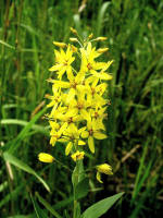 Loosestrife, yellow/200408032082 Swamp Candle or Yellow Loosestrife (Lysimachia terrestris) - Manitoulin.JPG