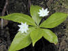 200105271995 Starflower (Trientalis borealis) - Manitoulin.jpg