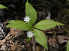 200505295901 Starflower (Trientalis borealis) - Bob's Lot.jpg