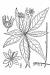 200706 Starflower (Trientalis borealis) - USDA Illustration.jpg