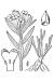200409 hoary Puccoon (Lithospermum canescens) - USDA Illustration.JPG