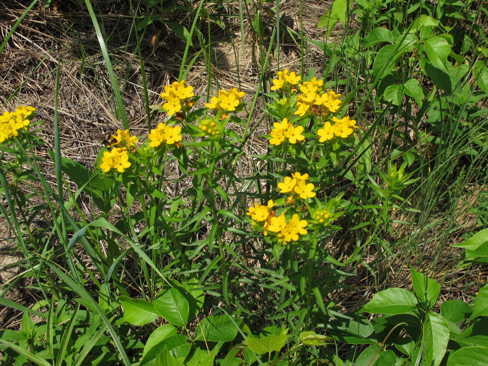 201106121432047  hoary Puccoon (Lithospermum canescens) - Point Pelee, ON.JPG