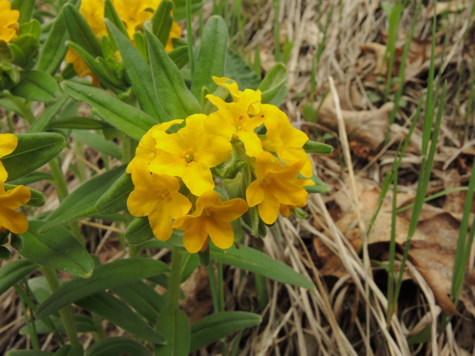 201505161453003 hoary Puccoon (Lithospermum canescens) yellow flowers - Paint Creek Trail - Gunn Rd.JPG
