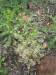 200405290916 Rock Harlequin or Pale Corydalis (Corydalis sempervirens) - Oakland Co.jpg