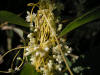 200508289292 Scaldweed aka Swamp Dodder (Cuscuta gronovii) - Point Pelee.jpg