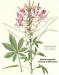 200609 Spider Flower (Cleome hassleriana) - University of Wisconsin - Stevens Point & NGS  the Book of Wild Flowers - Botanical Illustration.JPG