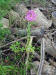 200609052827 Spider Flower (Cleome hassleriana) - Oakland Co.JPG
