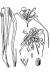 200606 Bluejacket aka Spiderwort (Tradescantia ohiensis) - USDA Illustration.jpg