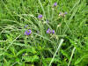 200606131658 Bluejacket aka Spiderwort (Tradescantia ohiensis) - Oakland Co.JPG