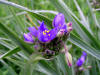 200606131661 Bluejacket aka Spiderwort (Tradescantia ohiensis) - Oakland Co.JPG