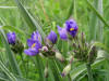 200606131667 Bluejacket aka Spiderwort (Tradescantia ohiensis) - Oakland Co.JPG