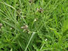 200606131713 Bluejacket aka Spiderwort (Tradescantia ohiensis) 8 hours after flowering - Oakland Co.JPG