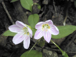 Broad-leaved Spring Beauty/200105061682 Spring Beauty - Central Lake.jpg