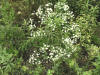 200508148860 Flowering Spurge (Euphorbia corollata L.) - Oakland Co.jpg