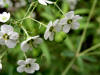 200508148869 Flowering Spurge (Euphorbia corollata L.) - Oakland Co.jpg