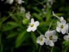 200508148872 Flowering Spurge (Euphorbia corollata L.) - Oakland Co.jpg