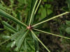 200508148876 Flowering Spurge (Euphorbia corollata L.) - Oakland Co.jpg