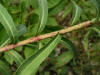 200508148878 Flowering Spurge (Euphorbia corollata L.) - Oakland Co.jpg