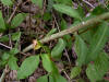 200508148882 Flowering Spurge (Euphorbia corollata L.) - Oakland Co.jpg