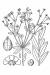 200708 Flowering Spurge (Euphorbia corollata) - USDA Illustration.jpg