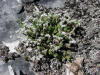 200208060475 Stonecrop, mossy (Sedum acre) - Manitoulin Island.JPG