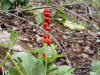 200507247666 Strawberry-Blite (Chenopodium capitatum) - Manitoulin.jpg