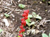 200507247671 Strawberry-Blite (Chenopodium capitatum) - Manitoulin.jpg
