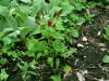 200507267747 Strawberry-Blite (Chenopodium capitatum) - Manitoulin.jpg