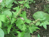 200507267752 Strawberry-Blite (Chenopodium capitatum) - Manitoulin.jpg